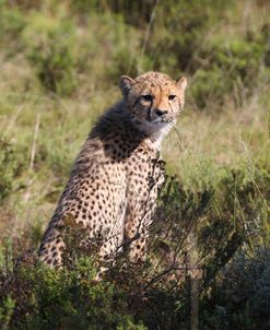 CQ2R6936 Cheetah