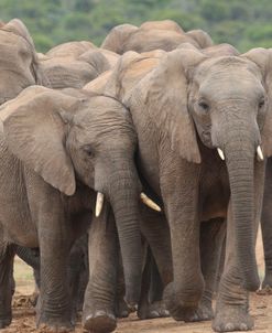 A21C2572 Elephant