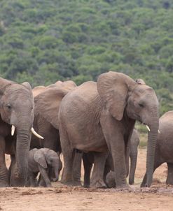 A21C2567 Elephant