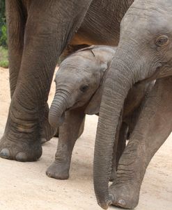 CQ2R7361 Elephant