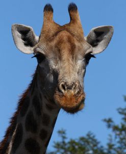 AV4C6476 Giraffe