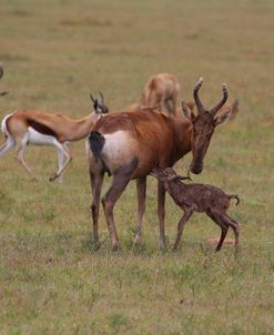 A21C1208 Red Hartebeest