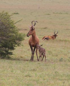 CQ2R6364 Red Hartebeest