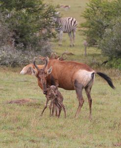 CQ2R6373 Red Hartebeest