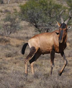 CQ2R7174 Red Hartebeest