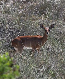 1C9A7639 Steenbok