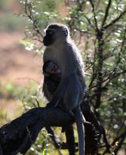 CQ2R7138 Vervet Monkey