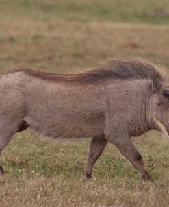 A21C2499 Warthog