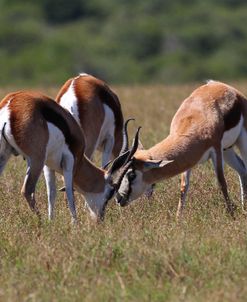 AV4C6468 Springbok