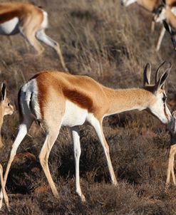 CQ2R7126 Springbok