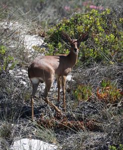 1C9A7636 Steenbok