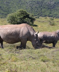 CQ2R6994 White Rhino