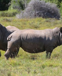 CQ2R6997 White Rhino