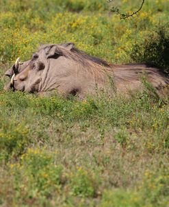 AV4C6748 Warthog