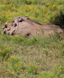 AV4C6748 Warthog