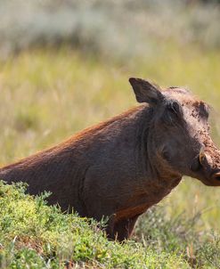 AV4C6828 Warthog