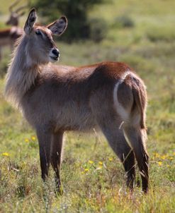 A21C1836 Water Buck