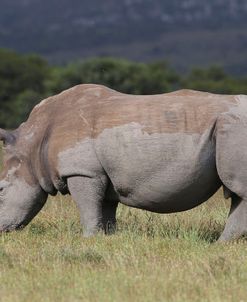 AV4C6342 White Rhino