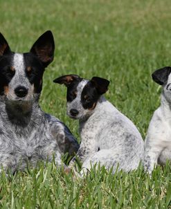 CQ2R0087Australian Heeler