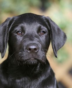 CQ2R1295ARetriever – Black Labrador