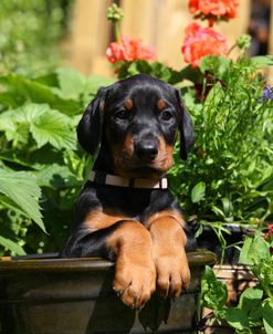 DM6D1480Doberman Pinscher