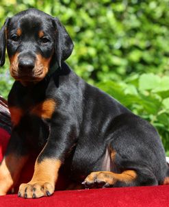 DM6D1560Doberman Pinscher