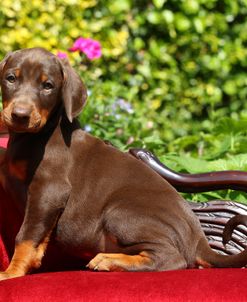 DM6D1567Doberman Pinscher