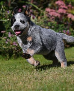 PAM16687Australian Heeler