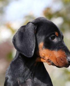 Doberman – PAM44510Doberman Pinscher – Bob&PamLangrish_KA9Photo