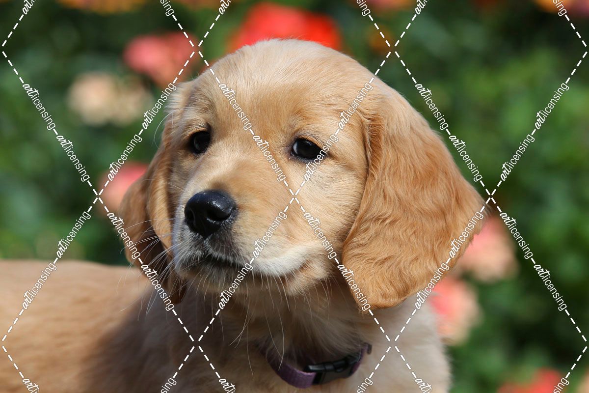 Golden Retriever Pups – PAM42925Retriever – Golden – Bob&PamLangrish_KA9Photo