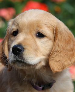 Golden Retriever Pups – PAM42925Retriever – Golden – Bob&PamLangrish_KA9Photo