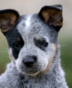 PAM16374Australian Heeler