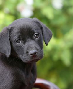 PAM18892Retriever – Black Labrador