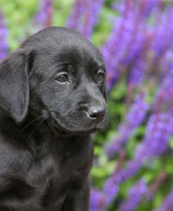 PAM19017Retriever – Black Labrador