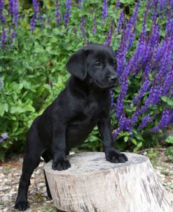 PAM19027Retriever – Black Labrador