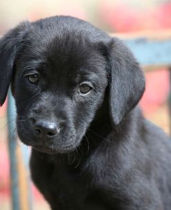 PAM19120Retriever – Black Labrador