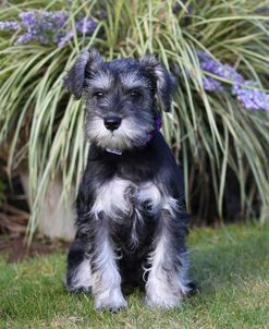 PAM42142Schnauzer – Miniature