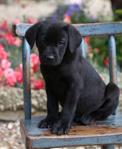 PAM19147Retriever – Black Labrador