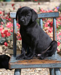 PAM19169Retriever – Black Labrador