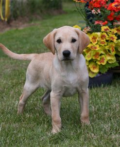 PAM19333Retriever – Yellow Labrador