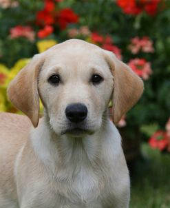 PAM19343Retriever – Yellow Labrador