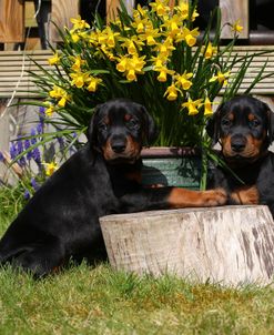 PAM43322Doberman Pinscher