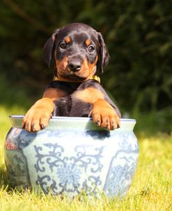 PAM43485Doberman Pinscher