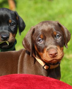 PAM43527Doberman Pinscher