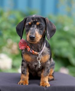 PAM45325Dachshund – Smooth-haired Miniature
