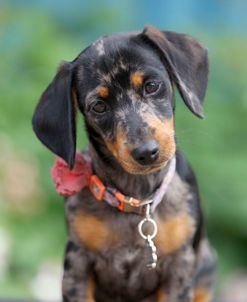 PAM45331Dachshund – Smooth-haired Miniature