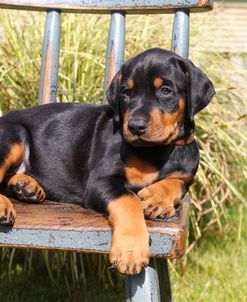 PAM43103Doberman Pinscher