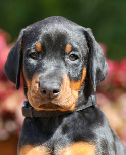 PAM43143Doberman Pinscher