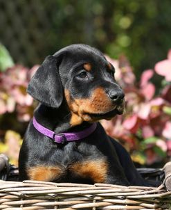 PAM43238Doberman Pinscher