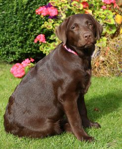 PAM48416Retriever – Chocolate Labrador
